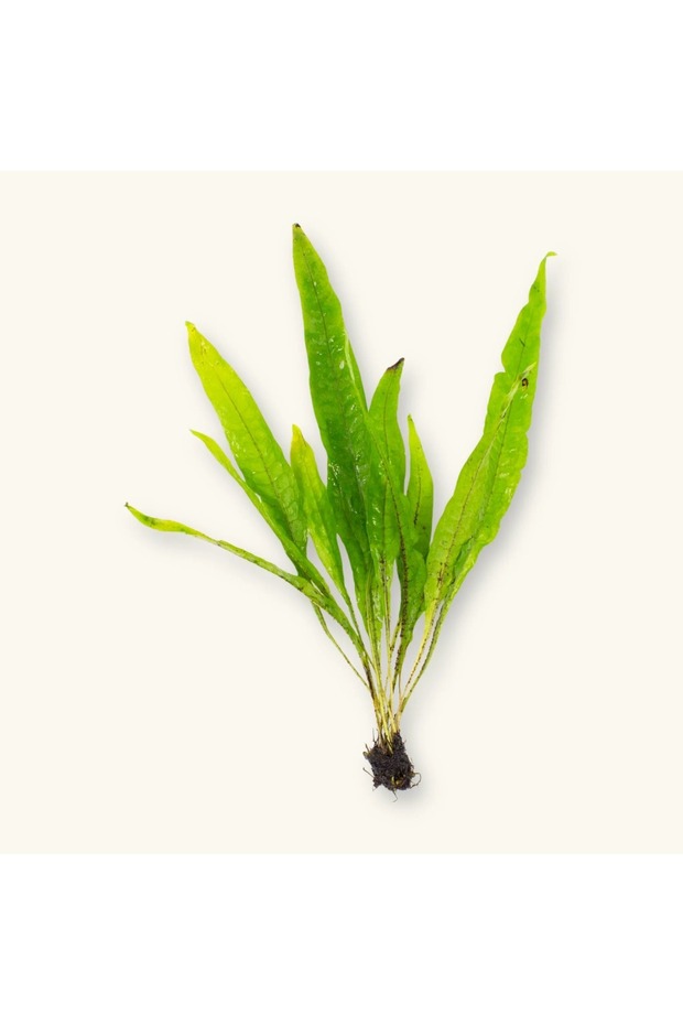 Java Fern LEPTOCHILUS PTEROPUS Canlı Akvaryum Bitkisi - 1