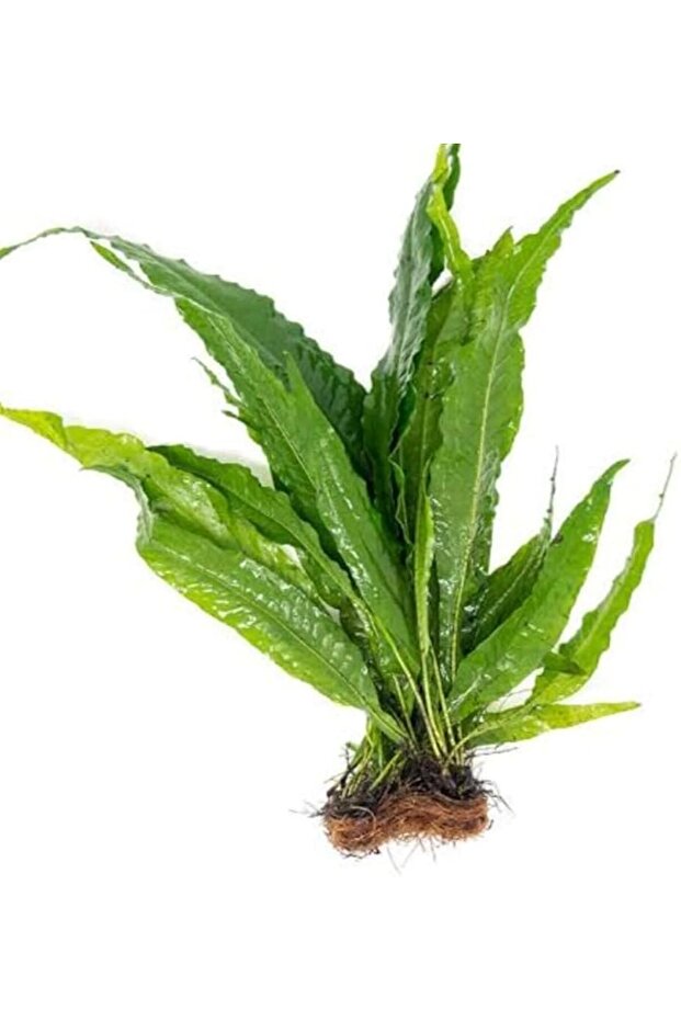 Java Fern LEPTOCHILUS PTEROPUS Canlı Akvaryum Bitkisi - 3
