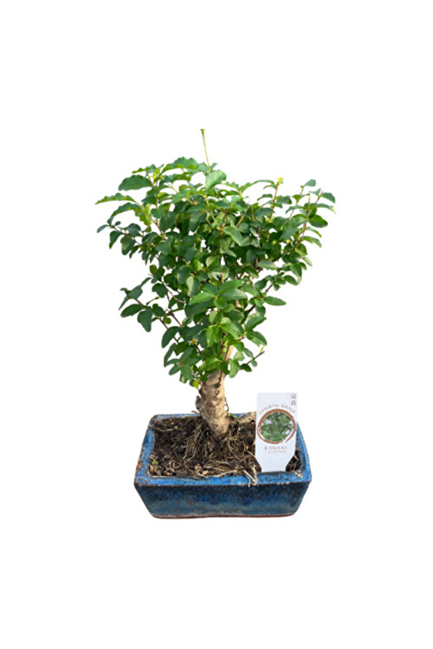 Bonsai - Ligustrum - 1