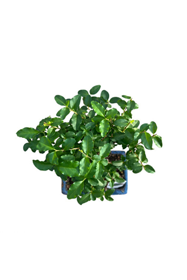Bonsai - Ligustrum - 2