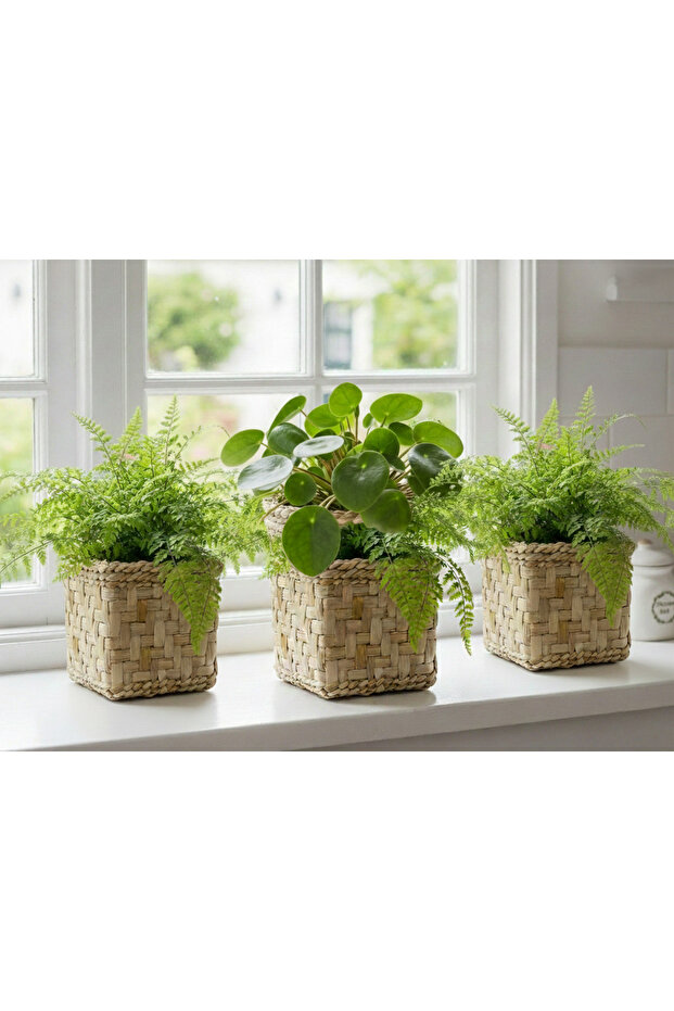 Hasır Saksılık - 3