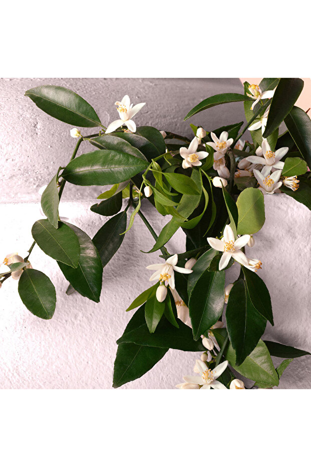 Devotion - Eau de Parfum Intense 100 ML - 4