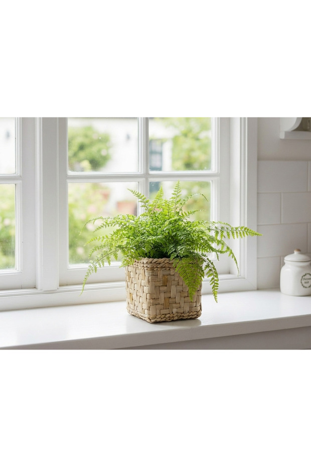 Hasır Saksılık - 1