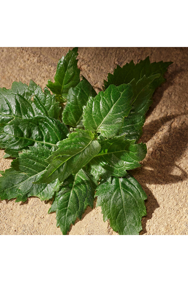 Devotion For Men - Eau de Parfum 100 ml - 4