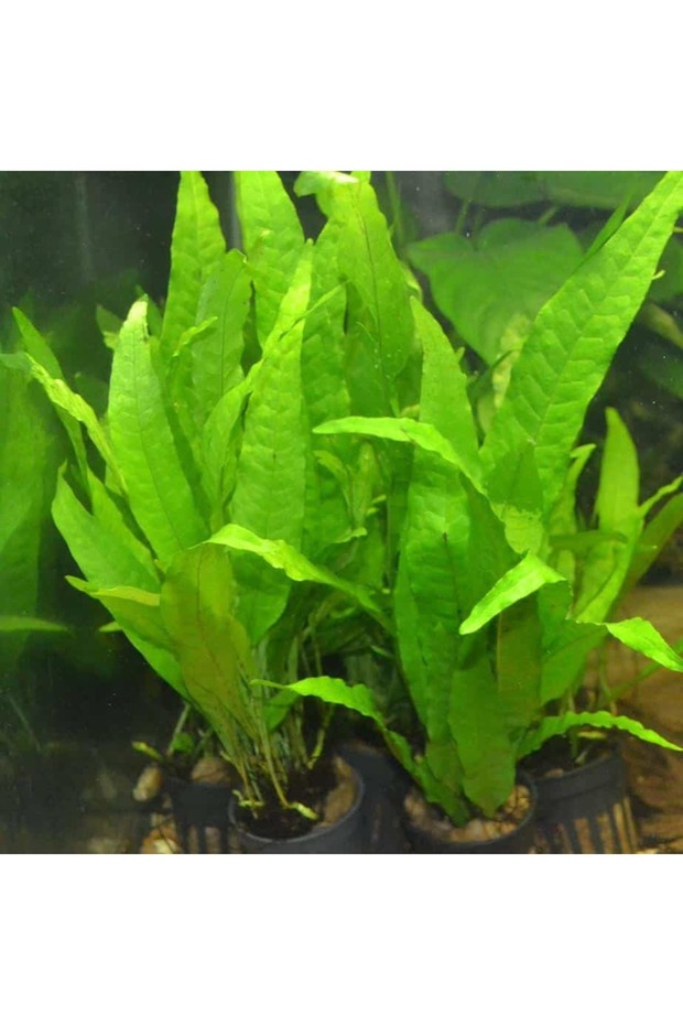 Java Fern LEPTOCHILUS PTEROPUS Canlı Akvaryum Bitkisi - 2