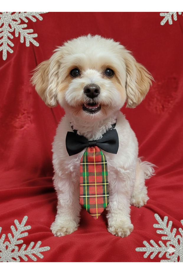 Cat Dog Christmas New Year Bow Tie Necktie