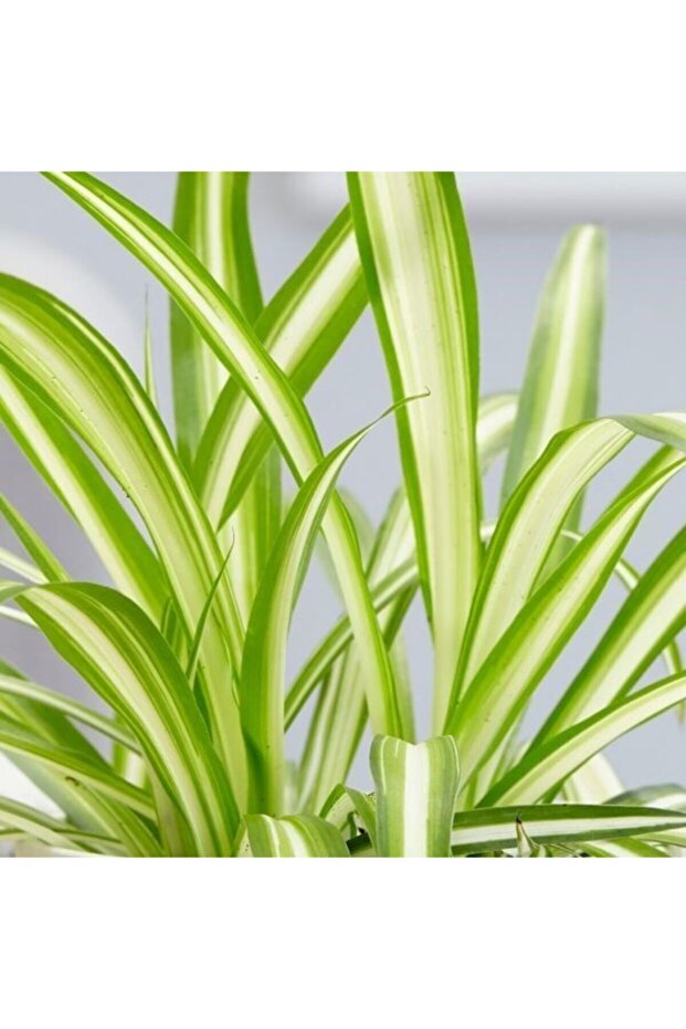 Kurdele Çiçeği Dekoratif Saksılı - 2