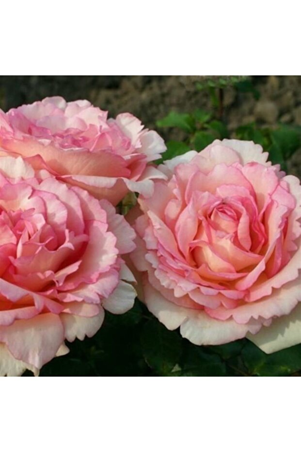 Gül / Yediveren - 2