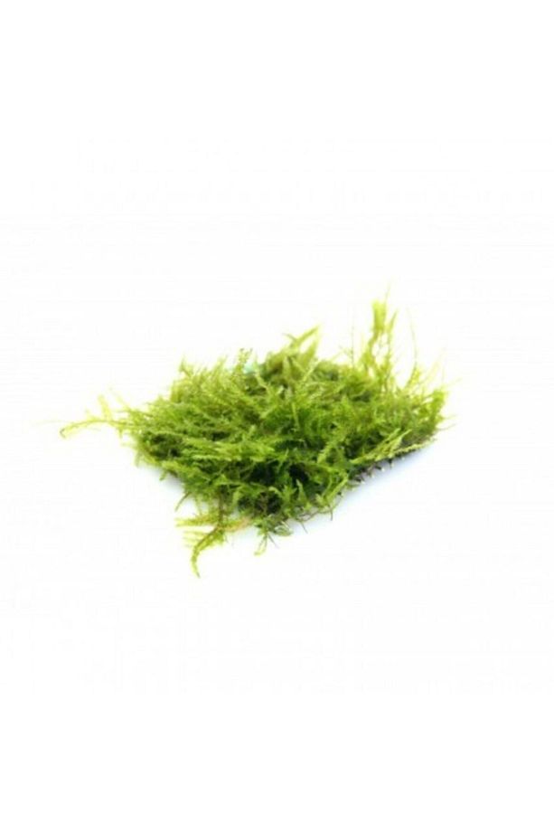 Java Moss 5x5 Cm Akvaryum Zemin Ve Dekor Süsleme Bitkisi. - 1
