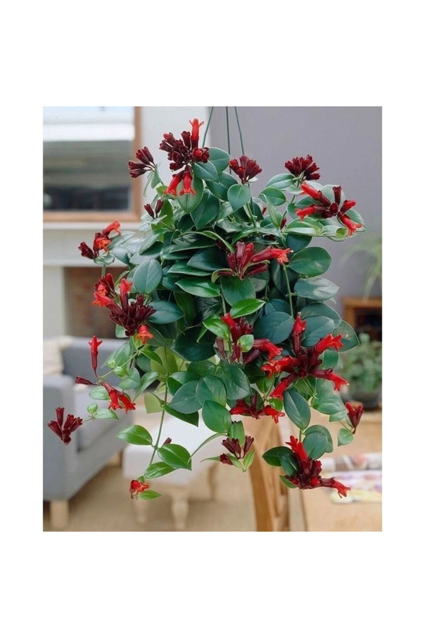 Ruj Çiçeği (Aeschynanthus) - 3