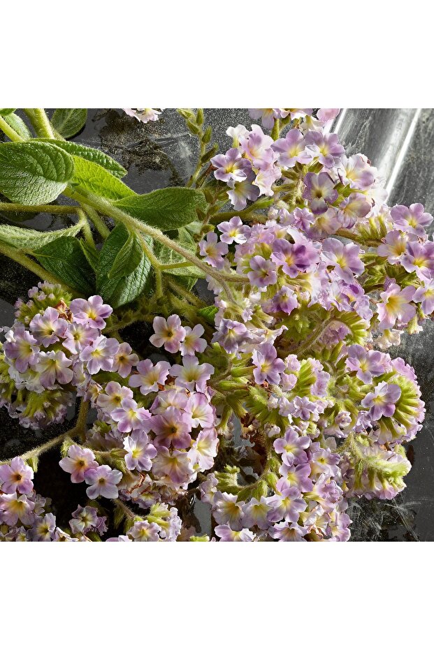 Q by - Eau de Parfum Intense 100 ml - 2