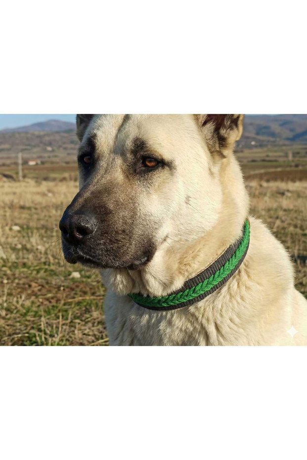 Large Breed Ornate Hand Embroidered Braided Dog Collar Length 85 cm Width 5 cm