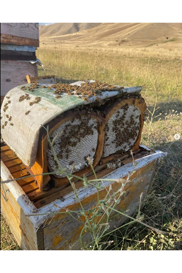 Tat Bal Karakovan Gerçek Bal 1.3kg - 6