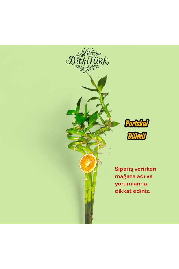 80/90cm 3 Adet İthal Şans Bambu - 1