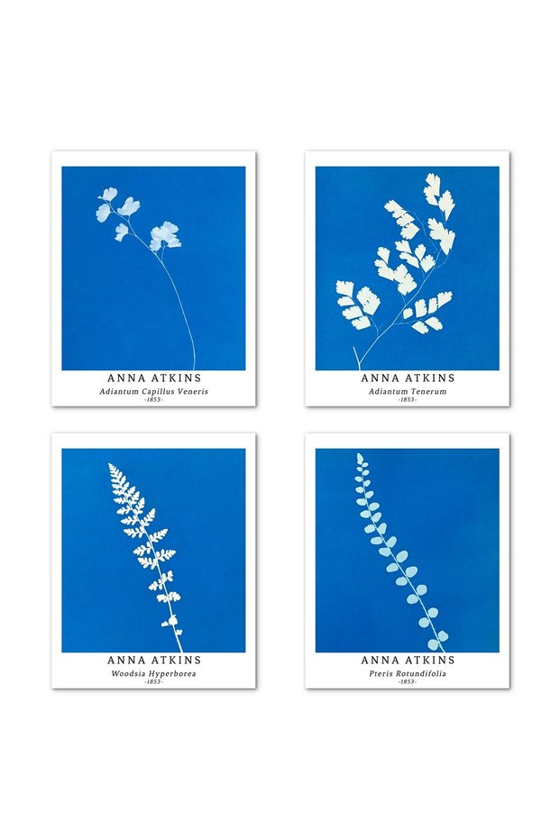 ALAYRA Wall Art Unframed Prints Giclee Art Paper Set of 4, Flower Artwork Medium Size, Livingroom Decoration Botanical Blue Minimalist Plant Illustrations Anna Atkins Posters20X25 CM