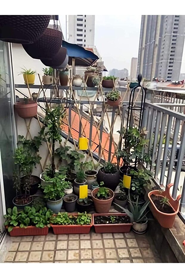 مصائد ذباب لاصقة صفراء - 8