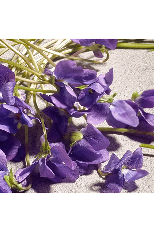 VIOLET EDT 75 ML - 5