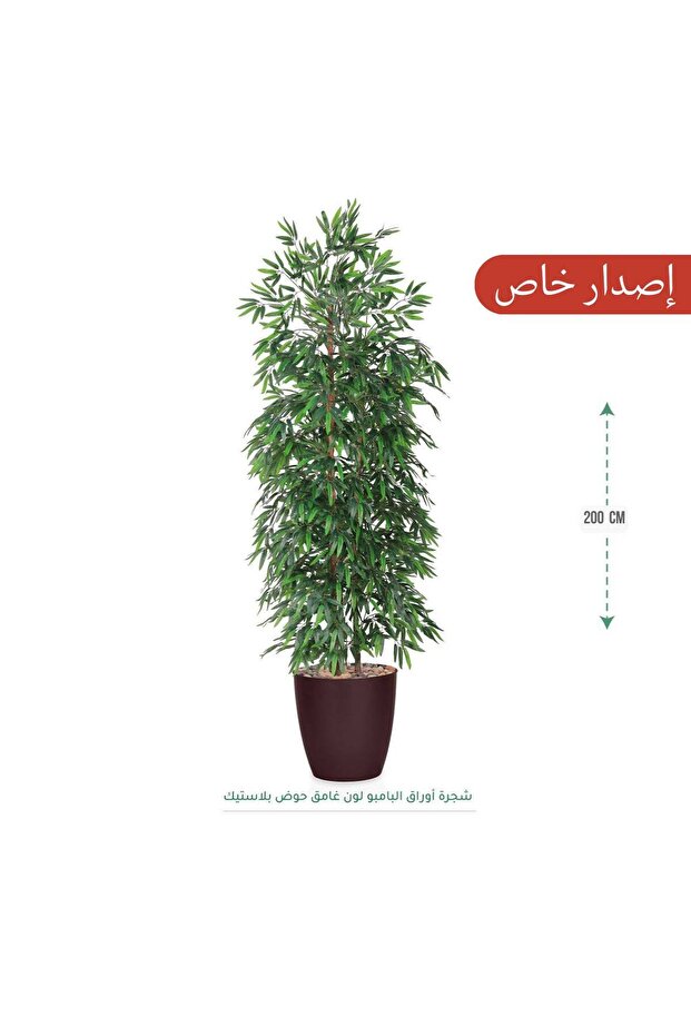 شجرة البامبو بطول 200 سم