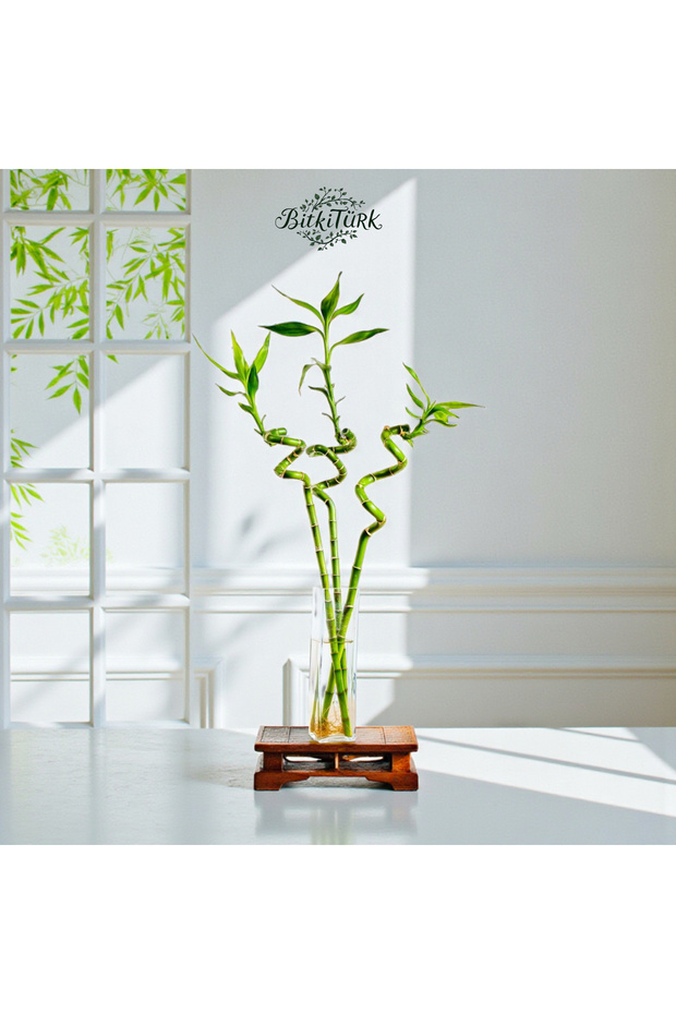 80/90cm 3 Adet İthal Şans Bambu - 2