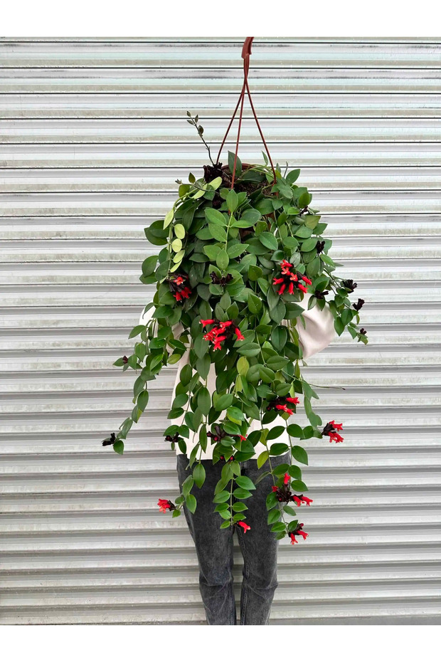 Ruj Çiçeği (Aeschynanthus) - 2