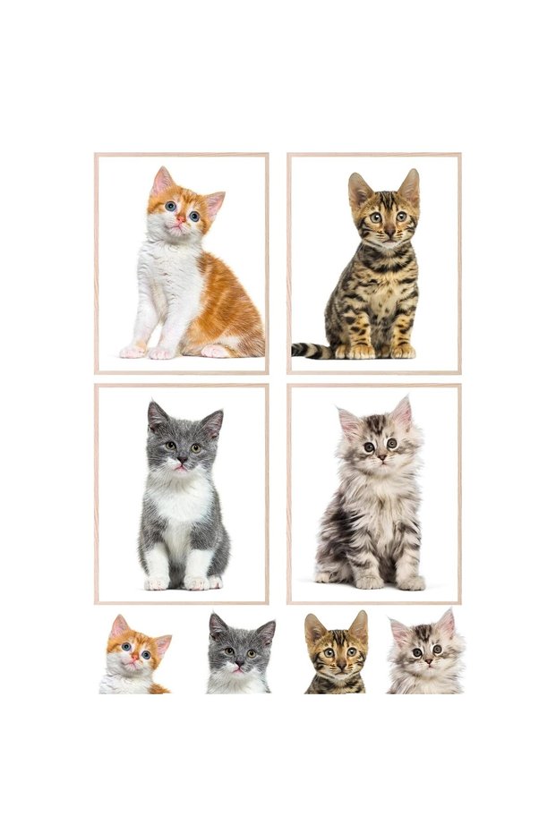 ALAYRA Kitten Posters For Wall Cute Cat Wall Art Cat Poster - Set of 4 () Kitten Poster Cat Posters For Girls Bedroom Cat Art Cat Bathroom Decor - Unframed20X25 CM