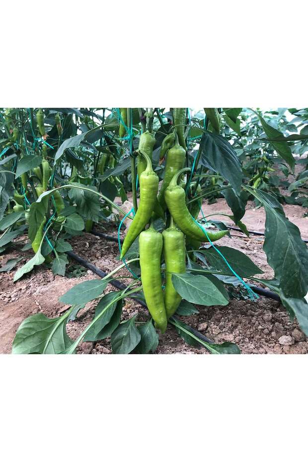 Çarliston Biber 1kg (Tatlı) - 2