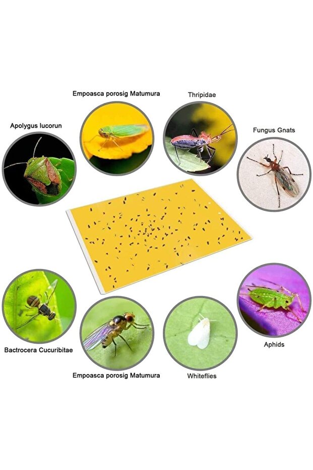 مصائد ذباب لاصقة صفراء - 5