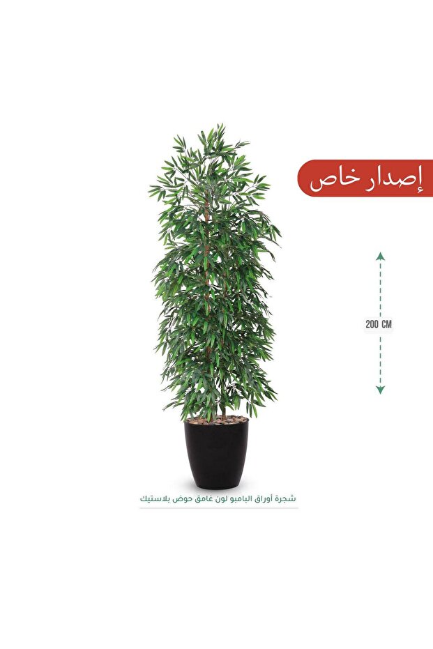 شجرة البامبو بطول 200 سم