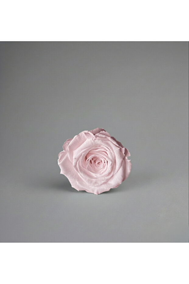 Non-Fading Shocked Rose / Pink