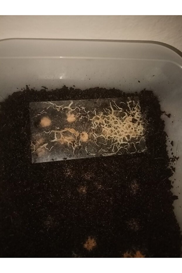 Grindal Kurt Kültür Seti - 2