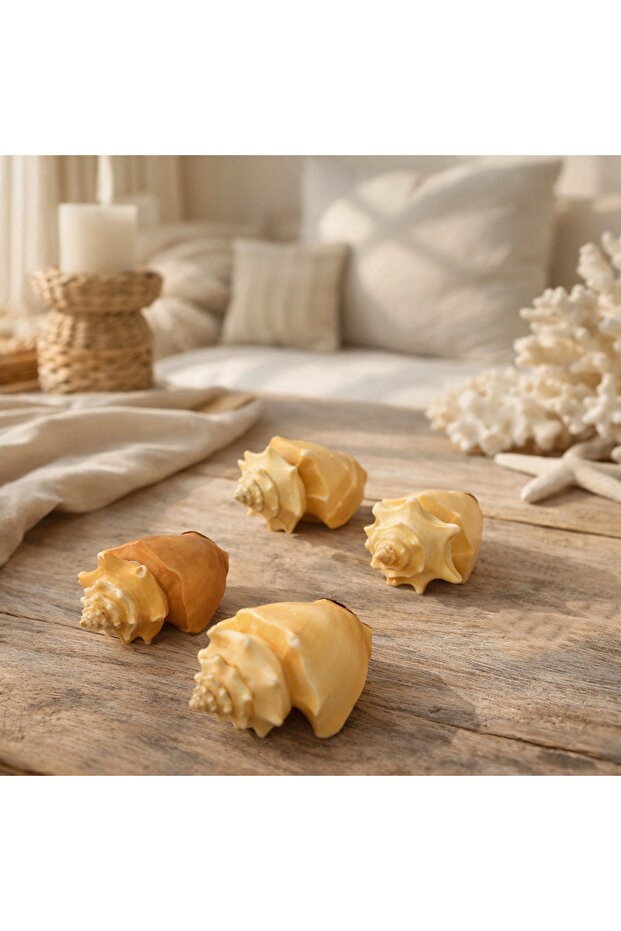 Natural Sea Shell Collection – Large Decorative Seashells for Home Decor, Beach Theme Decorations