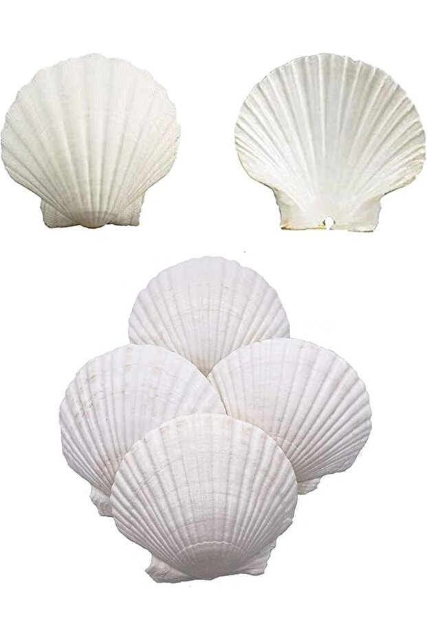 Scallop Shells for Serving Food, 6PCS