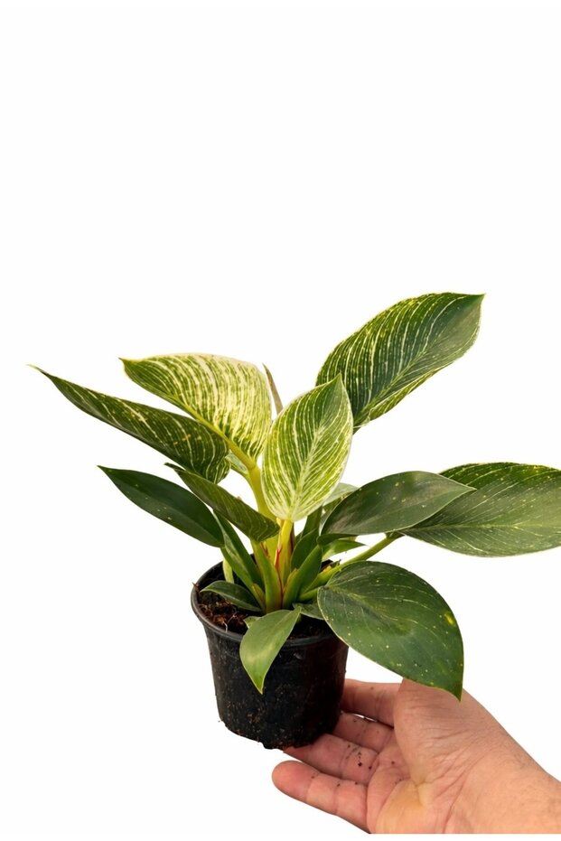 Philodendron Birkin - ithal - 1