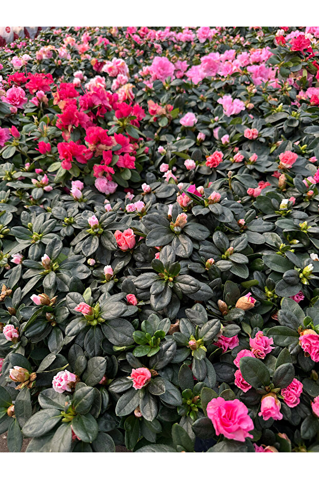 Açelya Çiçeği / Canlı - İthal - 2