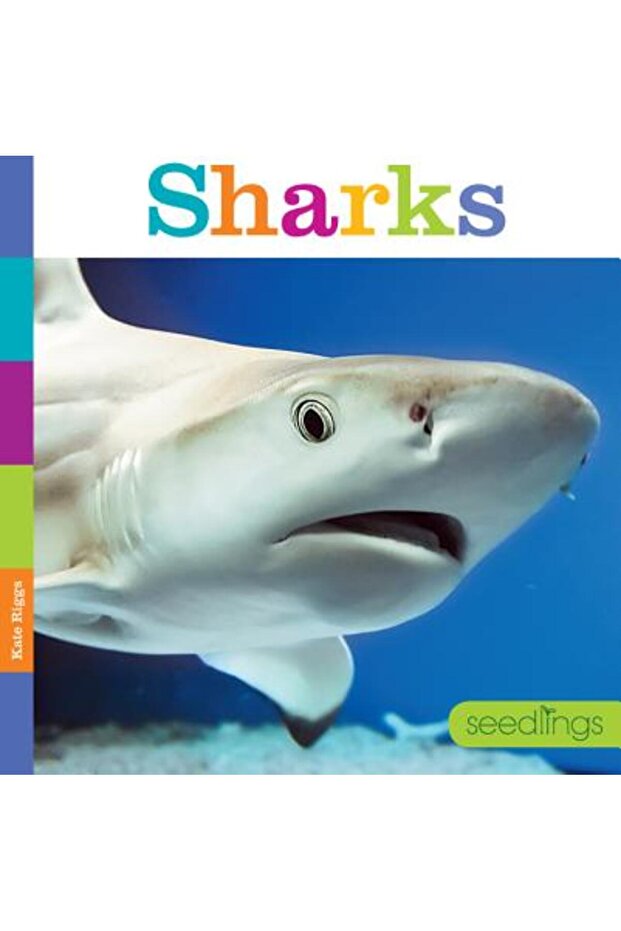 Sharks - 1