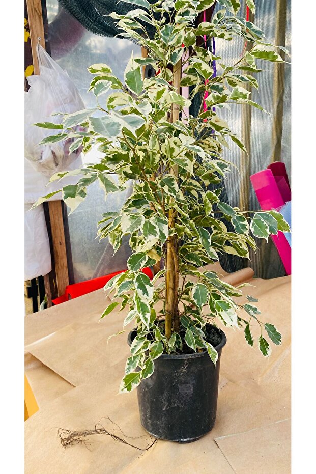 ficus çiçeği - 1