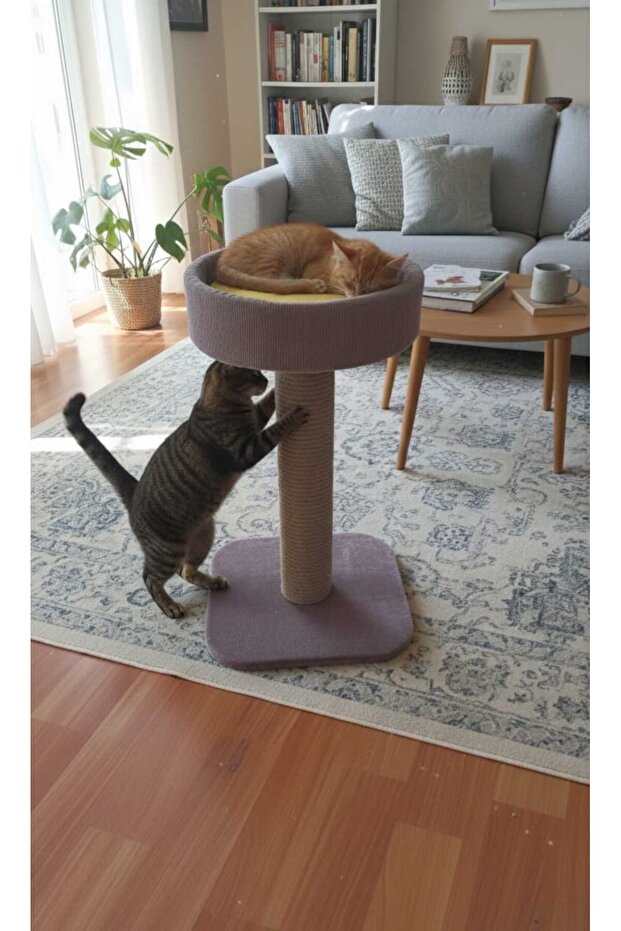 Cat Scratching Bed - 2