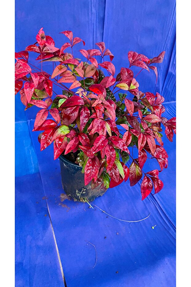 BAMBU NANDİNA DIŞ MEKAN - 2