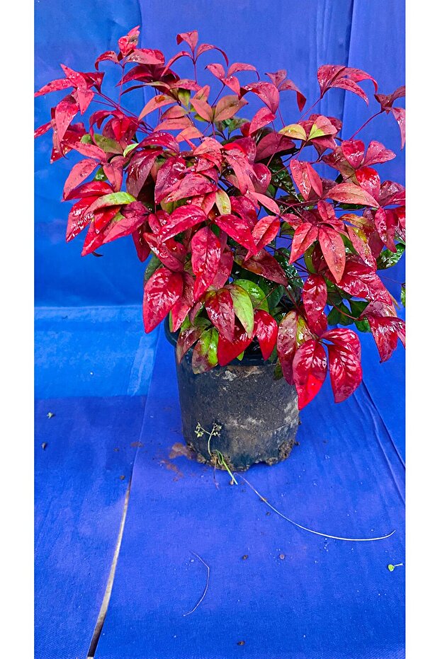 BAMBU NANDİNA DIŞ MEKAN - 3