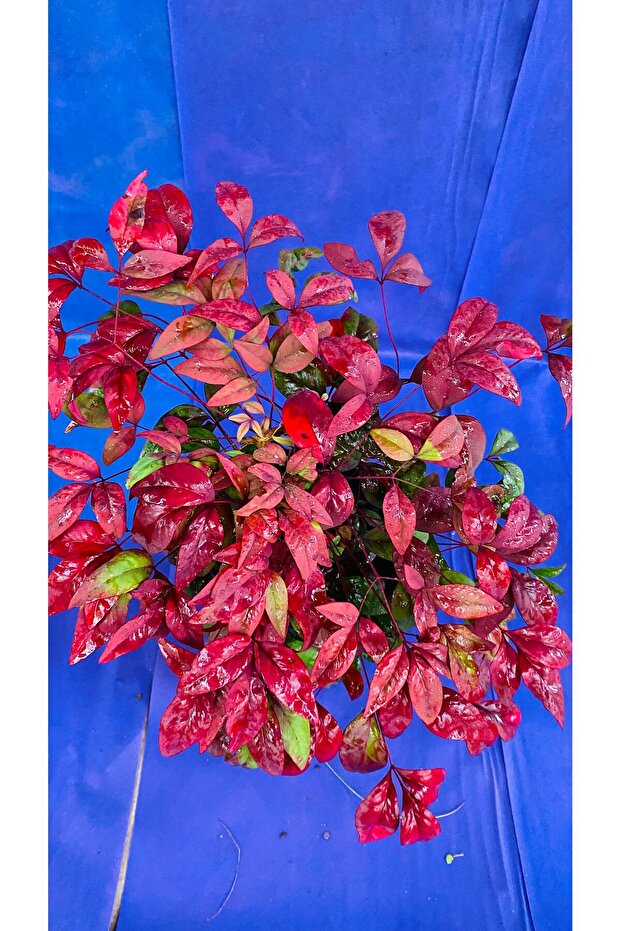 BAMBU NANDİNA DIŞ MEKAN - 1