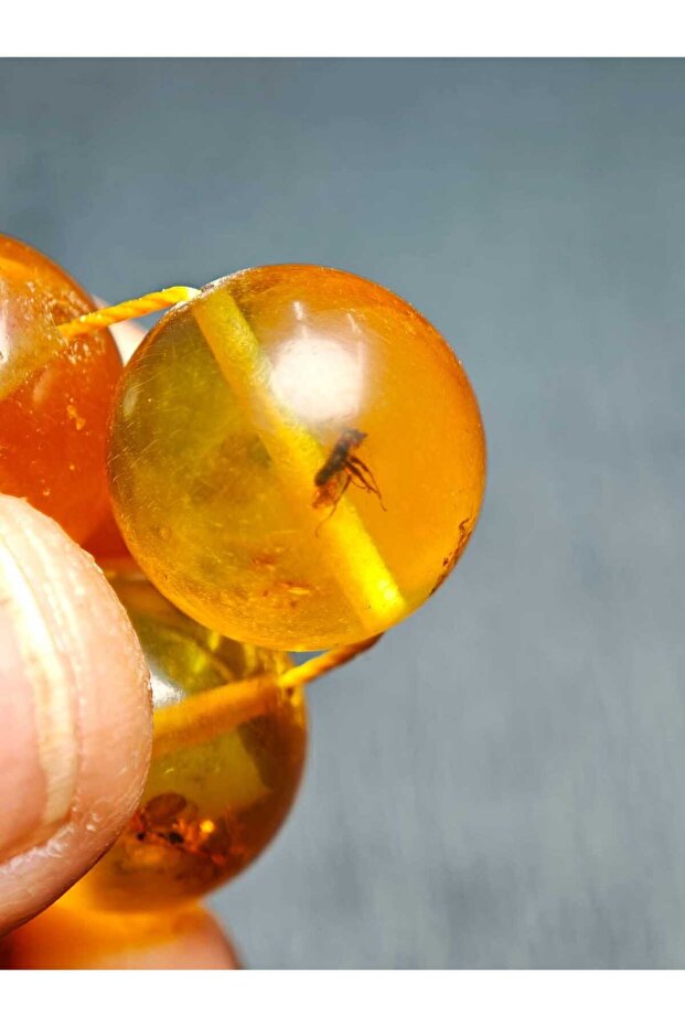 Fosili damla kehribar - 3