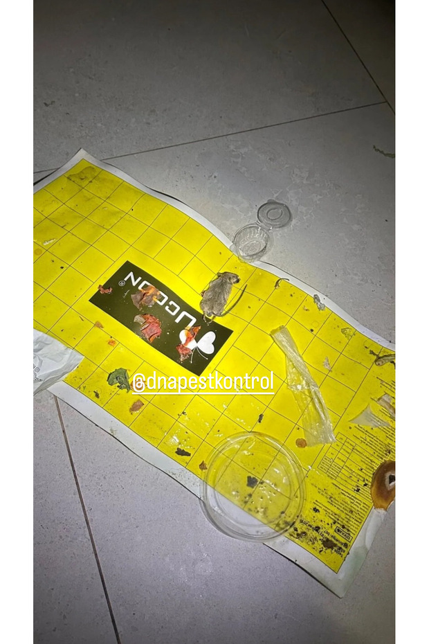 Fare Yapışkan Seti - 4