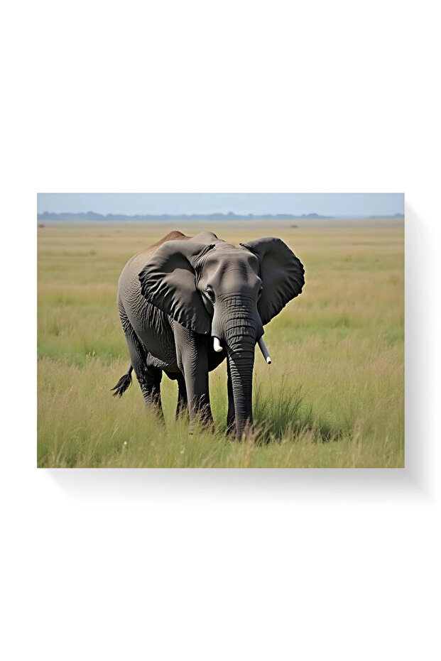 Tablou - Elefant - 2