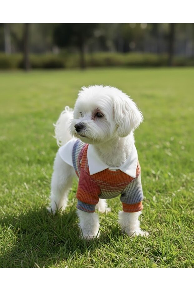 Handmade Shirt Collar Dog Outfit - Sweater Model - Suitable for Small Breed - Medium Breed - Large Breed