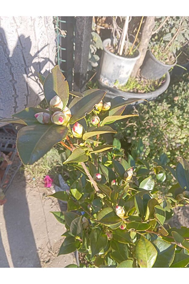 KAMELYA ÇİÇEĞİ - 3