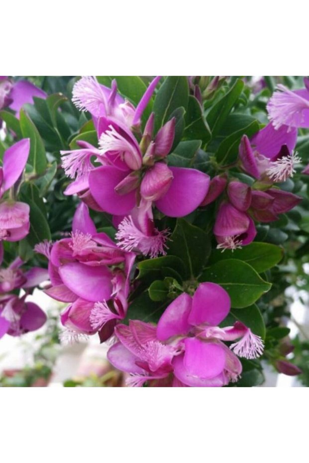 POLYGALA MYRTİFOLİA