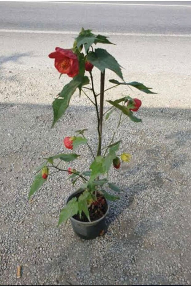 AĞAÇ KÜPESİ ÇİÇEĞİ - 6