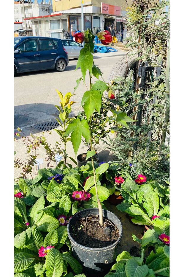 AĞAÇ KÜPESİ ÇİÇEĞİ - 3