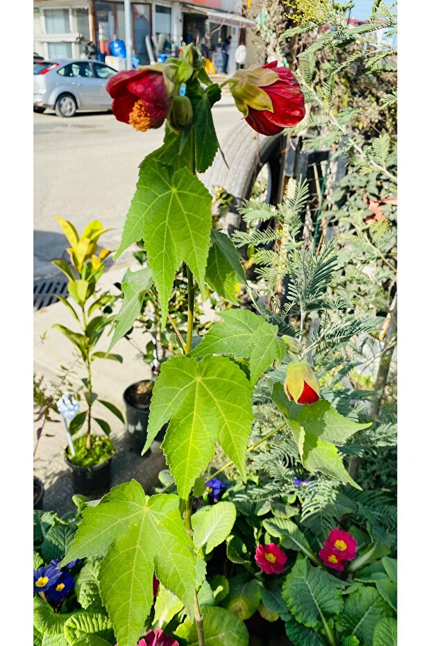 AĞAÇ KÜPESİ ÇİÇEĞİ - 2