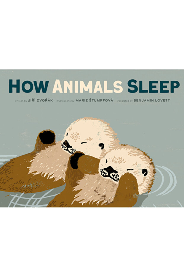 How Animals Sleep - 1